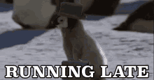 Running Late Penguin - Late GIF - Late Time GIFs