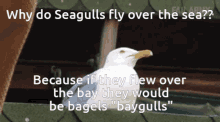 Seagul Seagul Joke GIF - Seagul Seagul Joke Joke GIFs
