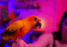 Chief Parrot GIF - Chief Parrot Dubblebubz GIFs
