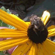 Bee Flower GIF - Bee Flower Bumblebee GIFs