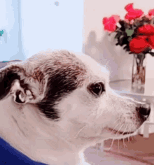smile dog
