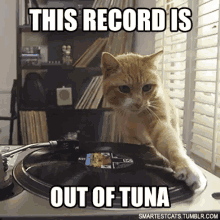 cat tuna out of tune record pun