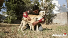 Animal Shelter Dogs GIF - Animal Shelter Dogs Rescue GIFs