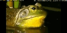 Ribbit Frog GIF - Ribbit Frog Croak GIFs