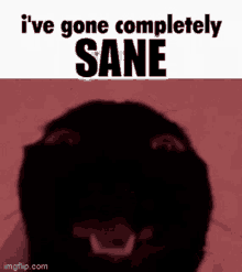 Ive Gone Completely Sane Sane GIF - Ive Gone Completely Sane Sane Cat GIFs