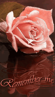remember me pink rose