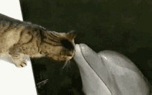 cat dolphin cat dolphin