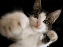 Hit Kitten GIF - Hit Kitten Punch GIFs