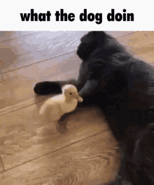 What The Dog Doin What Da Dog Doin GIF - What The Dog Doin What Da Dog Doin Cat Kick Duck GIFs