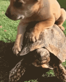 Dog Riding On A Tortoise Tortoise GIF - Dog Riding On A Tortoise Tortoise Dog GIFs