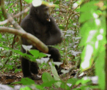 Gorilla Smacking GIF - Gorilla Smacking Angry GIFs
