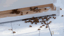 Bees Insect GIF - Bees Insect Group Of Bee GIFs