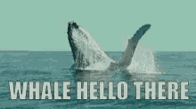 Hello Whale GIF - Hello Whale There GIFs