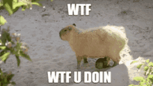 wtfudoin capybara