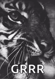 Tiger Meow GIF - Tiger Meow Grr GIFs