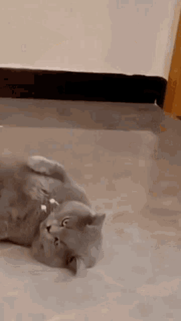 Sit On Me Dog Cat Sit GIF - Sit On Me Dog Cat Sit Facesitting GIFs