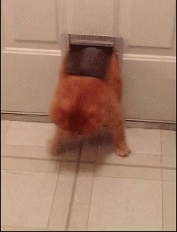 fat cat going through cat door