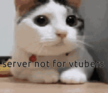 Server Not For Vtubers GIF - Server Not For Vtubers GIFs