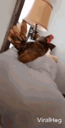 Rooster Viralhog GIF - Rooster Viralhog Stay At Home GIFs