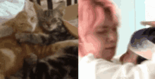 Yeonbin Yeonbin Cat GIF - Yeonbin Yeonbin Cat Cat GIFs