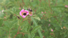 bee collecting nectar working fighting insect bee collecting nectar working fighting insect