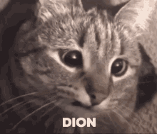 chat dion