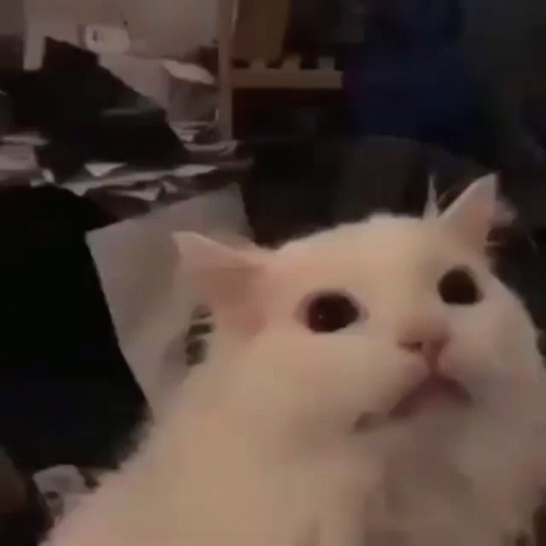 Cat Scream GIF - Cat Scream Cute Cat - Discover & Share GIFs