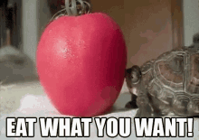 Eat What You Want! GIF - Turtle Eat What You Want GIFs