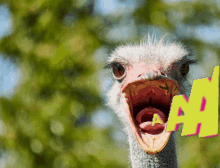 النعام العماري GIF - النعام العماري Ostrich GIFs