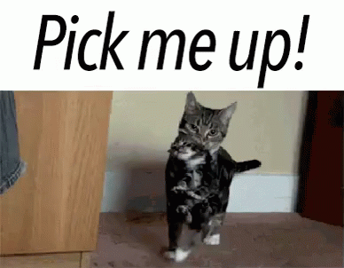 [Image: pick-me-up-cat.gif]
