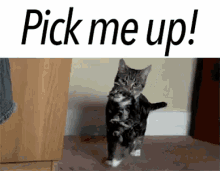Pick Me Up GIF - Pick Me Up Cat Kitten GIFs