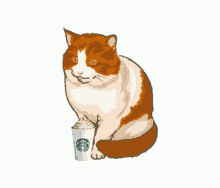 eat drinks frappe cat starbucks