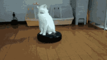 Turning Tables GIF - Cat Cute Spining Around GIFs