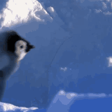 baby penguin baby penguin running penguin running penguin escape penguin escaping