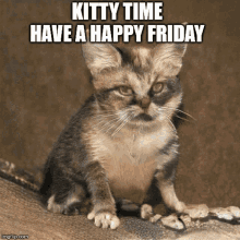 happy friday cat meme