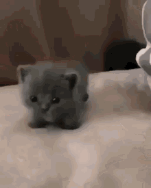 Pat Small GIF - Pat Small Cat GIFs