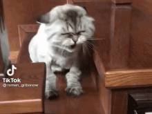 Cat Crazy GIF - Cat Crazy Mad GIFs