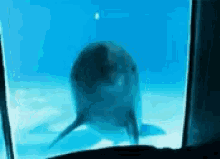 Dolphin Screaming GIF - Dolphin Screaming Scream GIFs