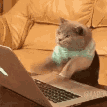 Cat Crazy Cat GIF - Cat Crazy Cat Keyboard Cat GIFs