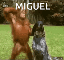 Miguel Miguel Monkey GIF - Miguel Miguel Monkey Miguel Monkey Fall GIFs