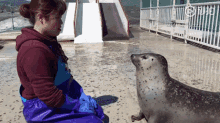 Seal Cute GIF - Seal Cute Animals GIFs