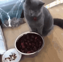 Cat Cherry GIF - Cat Cherry Derp GIFs