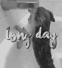 Long Day Hard Day GIF - Long Day Hard Day Funny Animals GIFs