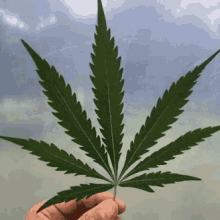 Pot Leaf GIF - Pot Leaf Marijuana GIFs
