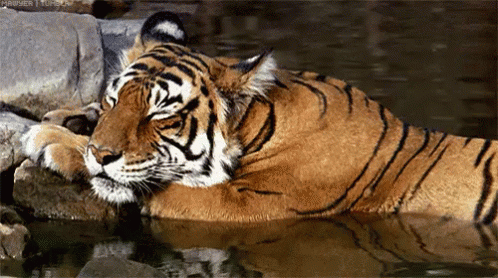 sleepy-tiger.gif