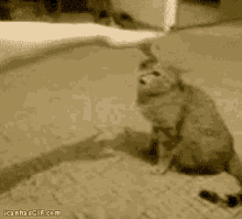 Cat Attack GIF - Cat Attack Angry GIFs
