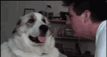 Dog Slap GIF - Dog Slap Dog Slap GIFs