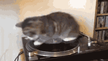 Cat Spin GIF - Cat Spin Record GIFs
