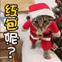 red pocket cat kitten merry christmas cute
