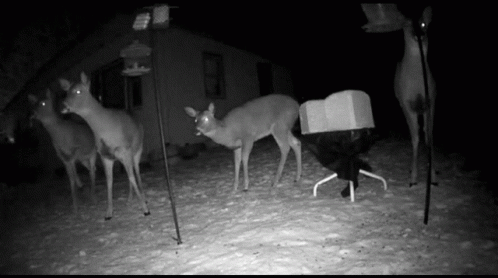 Scatter Deer GIF - Scatter Deer Run - Discover & Share GIFs